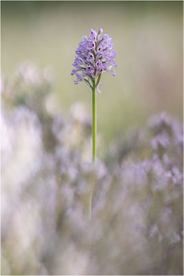 Dreizähniges Knabenkraut (Neotinea tridentata), Dep. Drôme, Frankreich