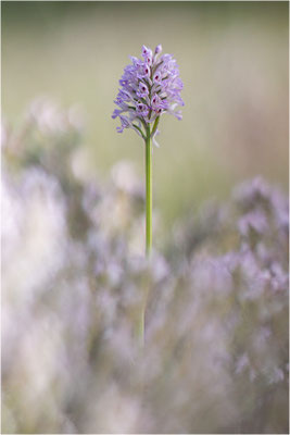Dreizähniges Knabenkraut (Neotinea tridentata), Dep. Drôme, Frankreich