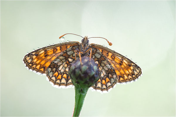 Östlicher Scheckenfalter (Melitaea britomartis), Deutschland, Bayern
