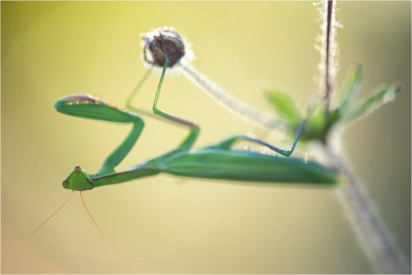 Europäische Gottesanbeterin (Mantis religiosa), Weibchen, Deutschland, Baden-Württemberg