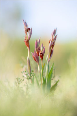 Pflugschar-Zungenstendel (Serapias vomeracea), Dep. Ardèche, Frankreich