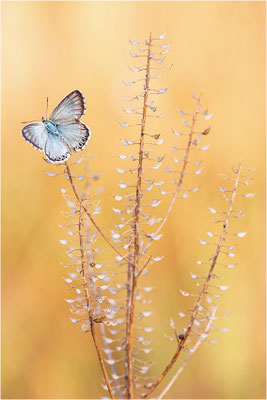 Spanischer Bläuling (Polyommatus hispana), Männchen, Frankreich, Dep. Ardéche