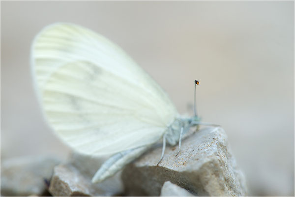 Östlicher Tintenfleck.Weißling (Leptidea cf. duponcheli), Frankreich, Dep. Drôme