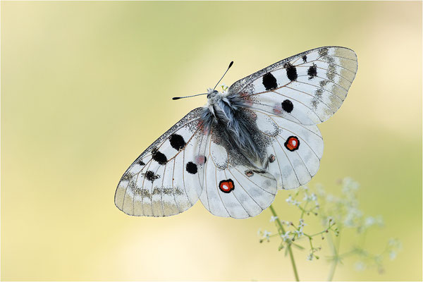 Roter Apollo (Parnassius apollo leovigildus), Frankreich, Dep. Alpes-de-Haute-Provence