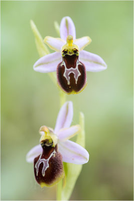 Ophrys splendida, Var