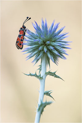 Bergkronwicken-Widderchen (Zygaena fausta), Frankreich, Drôme