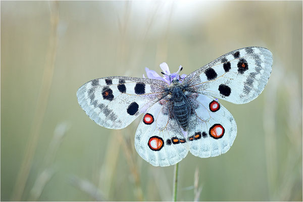 Roter Apollo (Parnassius apollo lithographicus), Deutschland, Oberbayern