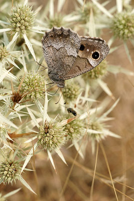 Eisenfarbiger Samtfalter (Hipparchia statilinus), Frankreich, Drôme
