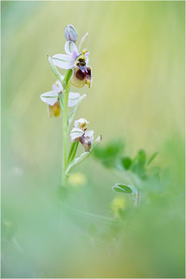 Übersehene Ragwurz (Ophrys neglecta)