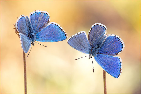 Himmelblauer Bläuling (Polyommatus bellargus), Männchen, Deutschland, Baden-Württemberg