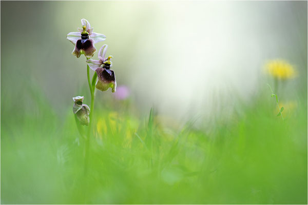 Ophrys normanii