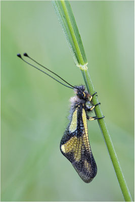 Libellen-Schmetterlingshaft (Libelloides coccajus), Schweiz, Wallis