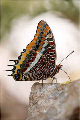 Erdbeerbaumfalter (Charaxes jasius), Frankreich, Ardèche