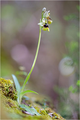Norman´s Ragwurz (Ophrys normanii)