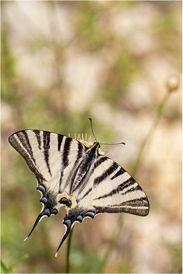 Segelfalter (Iphiclides podalirius), Frankreich, Drôme