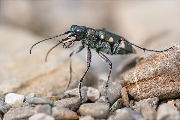 Dünen-Sandlaufkäfer (Cicindela transversalis transversalis), Schweiz, Gantrisch