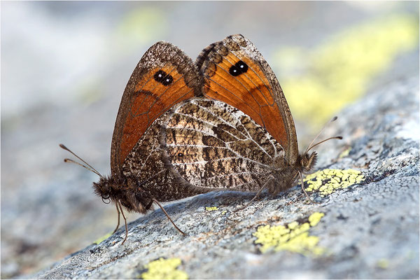 Marmorierter Mohrenfalter (Erebia montana), Italien, Region Aosta, 2.300m