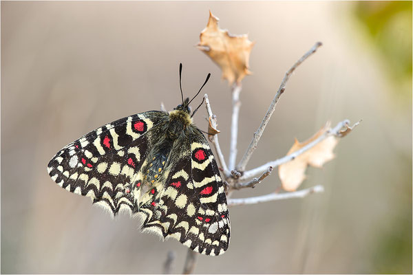 Spanischer Osterluzeifalter (Zerynthia rumina), Frankreich, Bouches-du-Rhône