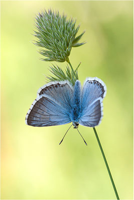 Silbergrüner Bläuling (Polyommatus coridon), Männchen, Schweiz, Wallis