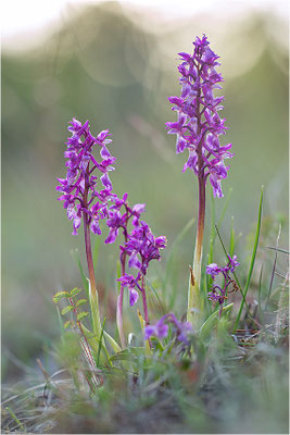 Stattliches Knabenkraut (Orchis mascula), Schweden, Farö
