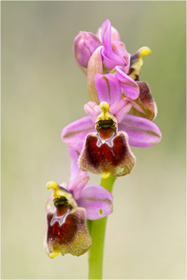 Ophrys ×laconensis - Ophrys morisii x Ophrys neglecta