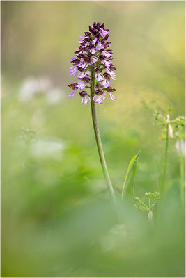 Purpur-Knabenkraut (Orchis purpurea), Deutschland, Baden-Württemberg