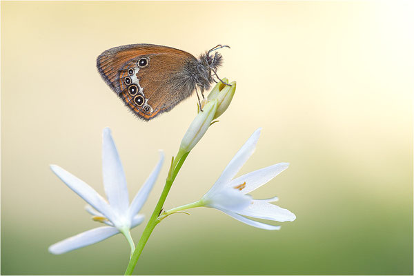 Darwin´s Wiesenvögelchen (Coenonympha darwinia), Schweiz, Kanton Tessin, 1.600m