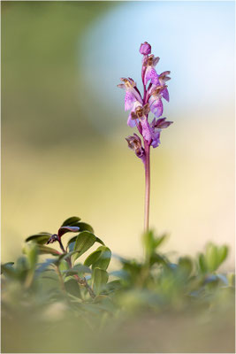 Spitzels Knabenkraut (Orchis spitzelii), Schweden, Gotland