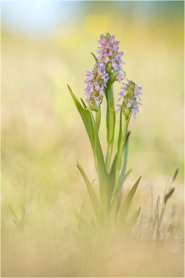 Fleischfarbene Fingerwurz (Dactylorhiza incarnata), Schweden, Gotland
