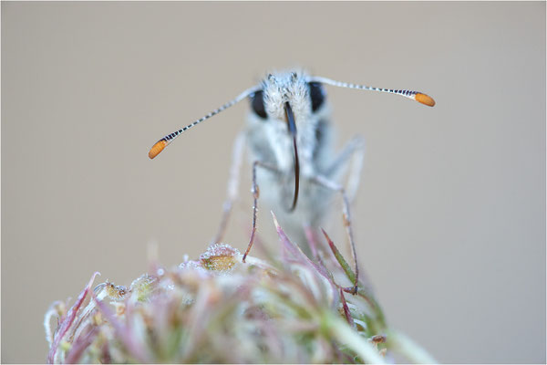 Foulquier´s Würfel-Dickkopffalter (Pyrgus bellieri), Frankreich, Ardèche