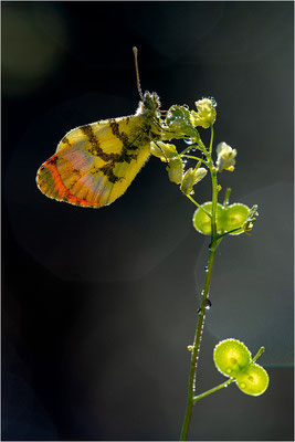 Gelber Aurorafalter (Anthocharis euphenoides), Frankreich, Ardèche