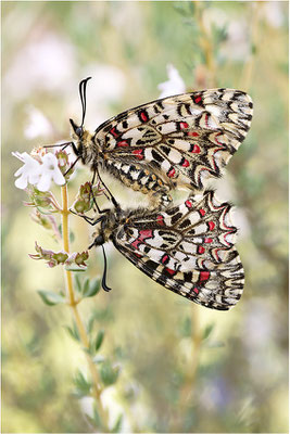 Spanischer Osterluzeifalter (Zerynthia rumina), Paarung, Frankreich, Ardèche