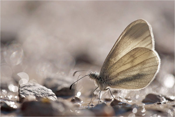 Tintenfleck-Weißling (Leptidea sinapis bzw. juvernica), Männchen, Deutschland, Baden-Württemberg