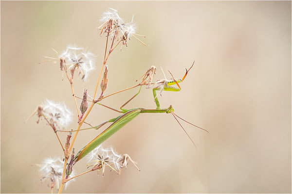 Europäische Gottesanbeterin (Mantis religiosa), Männchen, Deutschland, Baden-Württemberg