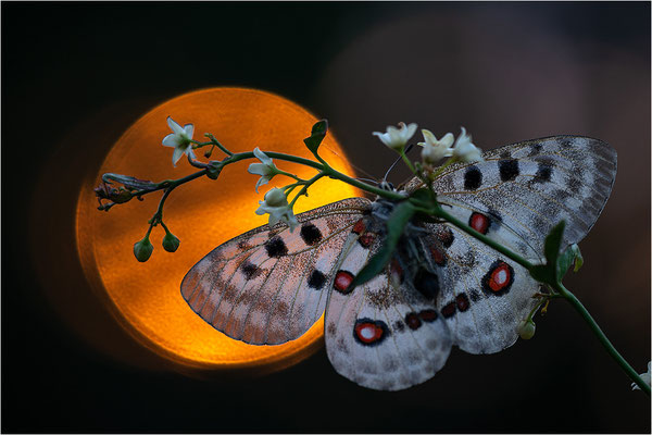 Roter Apollo (Parnassius apollo linnei), Schweden, Gotland
