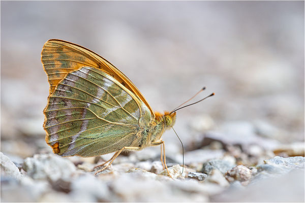 Kaisermantel (Argynnis paphia), Deutschland, Baden-Württemberg
