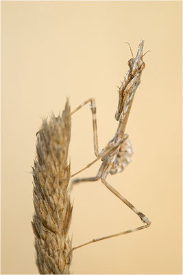 Hauben-Fangschrecke (Empusa pennata), Larve, Frankreich, Drôme