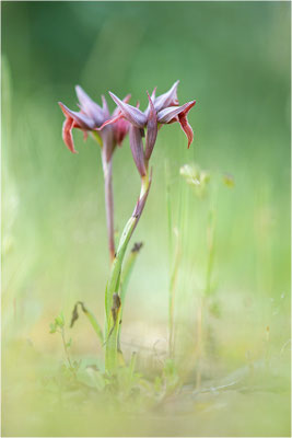 Nurra-Zungenstendel (Serapias nurrica), Italien, Sardinien