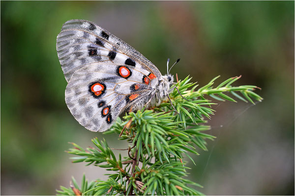 Roter Apollo (Parnassius apollo apollo f. cardinalis), Schweden, Småland
