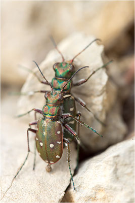 Feld-Sandlaufkäfer (Cicindela campestris campestris), Paarung, Frankreich, Drôme