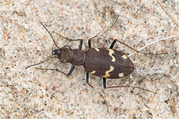 Heide-Sandlaufkäfer (Cicindela sylvatica), Schweden, Farö