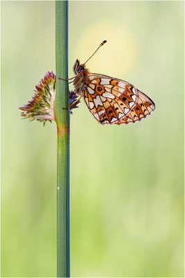 Braunfleckiger Perlmuttfalter (Boloria selene), Schweden, Värmlands län
