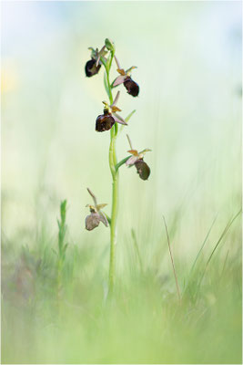 Moris Ragwurz (Ophrys morisii)