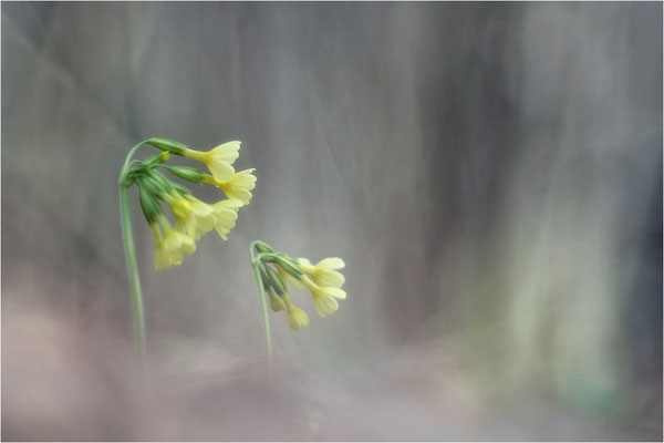 Hohe Schlüsselblume (Primula elatior), Deutschland, Baden-Württemberg