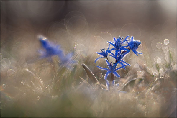 Zweiblättriger Blaustern (Scilla bifolia), Deutschland, Baden-Württemberg