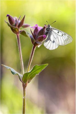 Schwarzer Apollo (Parnassius mnemosyne), Schweiz, Kanton Wallis