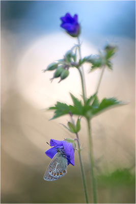 Storchenschnabel-Bläuling (Aricia eumedon), Italien, Region Aostatal, 1900m