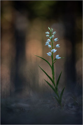 Schwertblättriges Waldvöglein (Cephalanthera longifolia), Schweden,  Farö