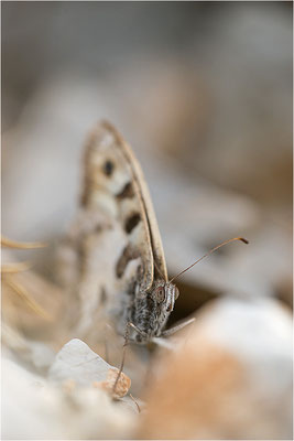 Berghexe (Chazara briseis), Männchen, Frankreich, Dep. Drôme