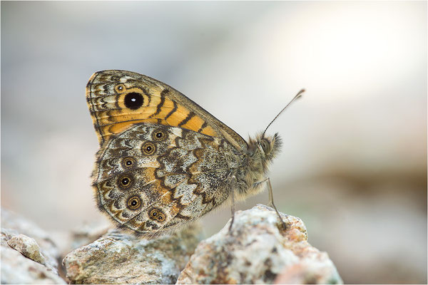 Korsischer Mauerfuchs (Lasiommata paramegaera), Korsika, Frankreich